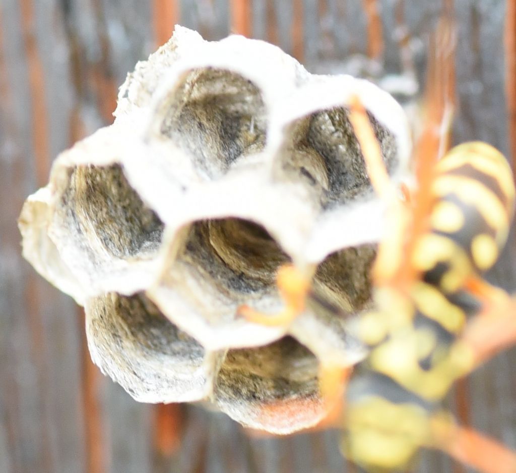 Polistes dominula?